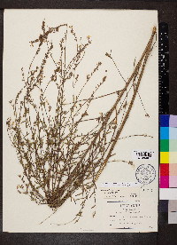 Oenothera filiformis image