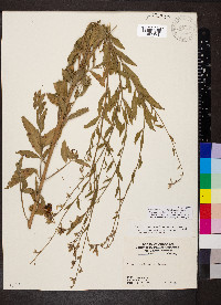 Oenothera filiformis image