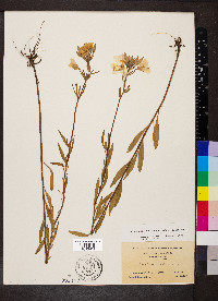 Oenothera fruticosa subsp. fruticosa image