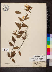 Oenothera fruticosa subsp. glauca image