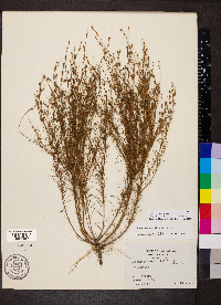 Oenothera linifolia image