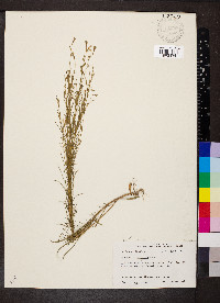 Oenothera linifolia image