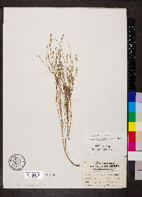 Oenothera linifolia image