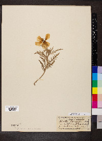 Oenothera albicaulis image