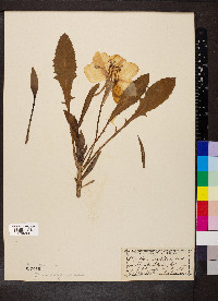 Oenothera cespitosa image