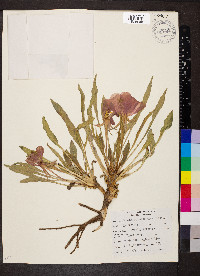 Oenothera cespitosa image