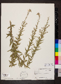 Oenothera filiformis image