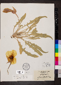 Oenothera howardii image