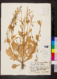 Oenothera kunthiana image