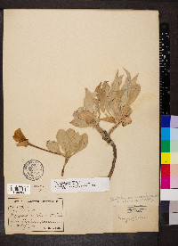 Oenothera macrocarpa subsp. incana image