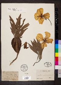 Oenothera macrocarpa subsp. macrocarpa image