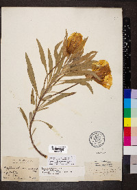 Oenothera macrocarpa image