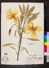 Oenothera macrocarpa image