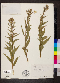 Oenothera parviflora image