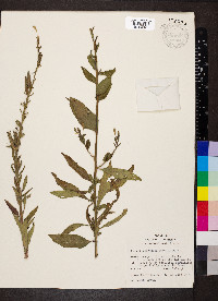 Oenothera parviflora image