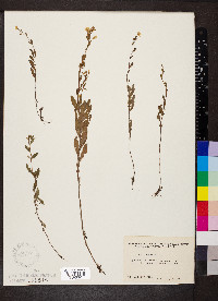 Oenothera perennis image