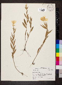 Oenothera pilosella image