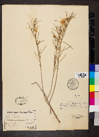 Oenothera berlandieri image