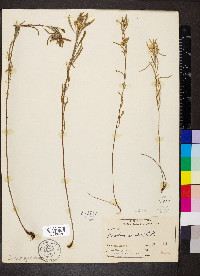 Oenothera serrulata image