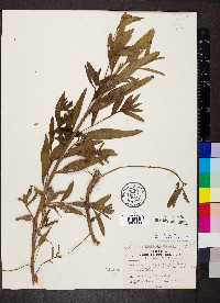 Calylophus hartwegii subsp. hartwegii image