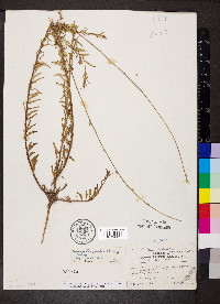 Oenothera hexandra image