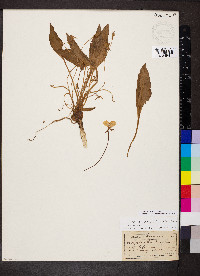 Camissonia ovata image