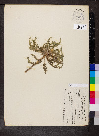 Taraxia tanacetifolia image