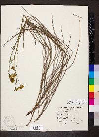 Glischrocaryon behrii image