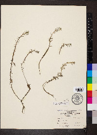 Myriophyllum pinnatum image