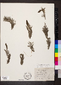 Myriophyllum heterophyllum image