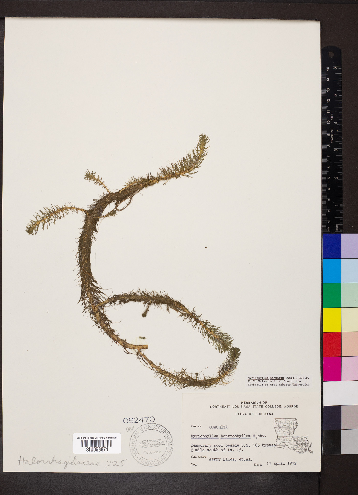 Myriophyllum pinnatum image