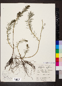 Myriophyllum sibiricum image