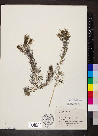 Myriophyllum sibiricum image