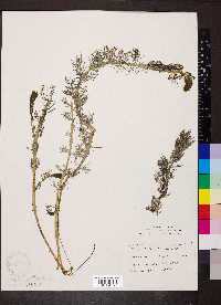 Myriophyllum spicatum image