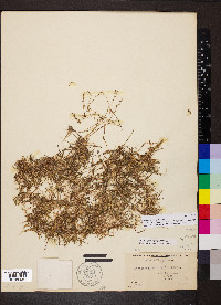 Myriophyllum tenellum image