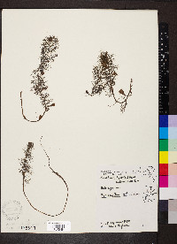 Myriophyllum verticillatum image