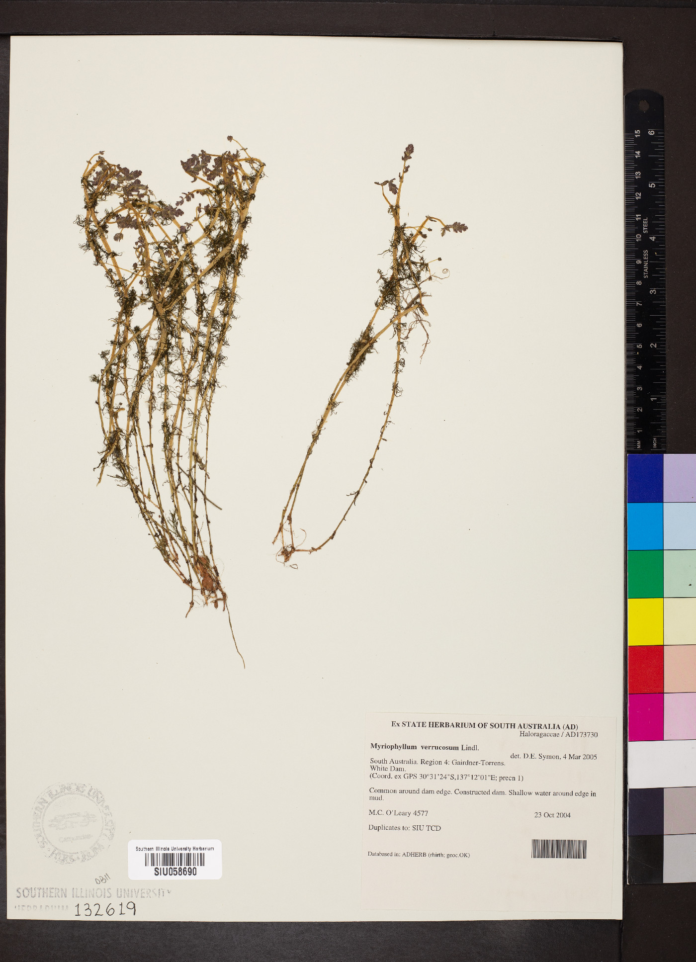 Myriophyllum verrucosum image