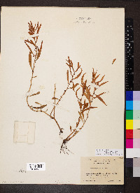Proserpinaca palustris image