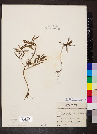 Proserpinaca palustris image
