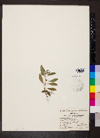 Proserpinaca palustris image