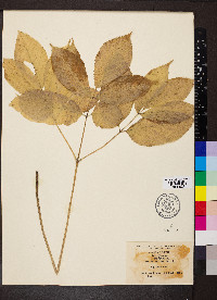 Aralia nudicaulis image