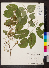 Aralia racemosa image