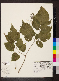 Aralia racemosa image