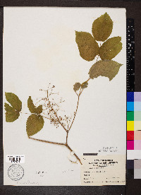 Aralia racemosa image