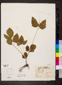 Aralia racemosa image