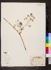 Aralia racemosa image