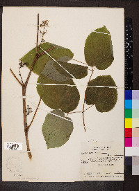 Aralia racemosa image