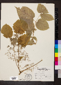 Aralia racemosa image