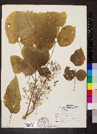 Aralia racemosa image