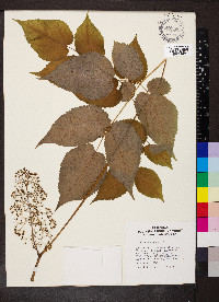 Aralia racemosa image